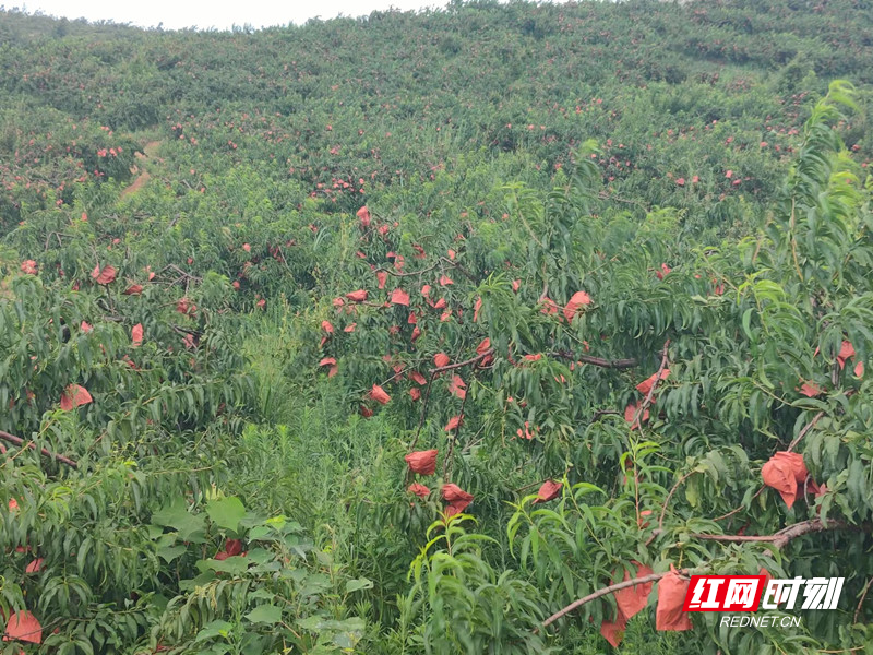 临武县香花镇：“桃梨”满园惹人爱 铺就致富幸福路