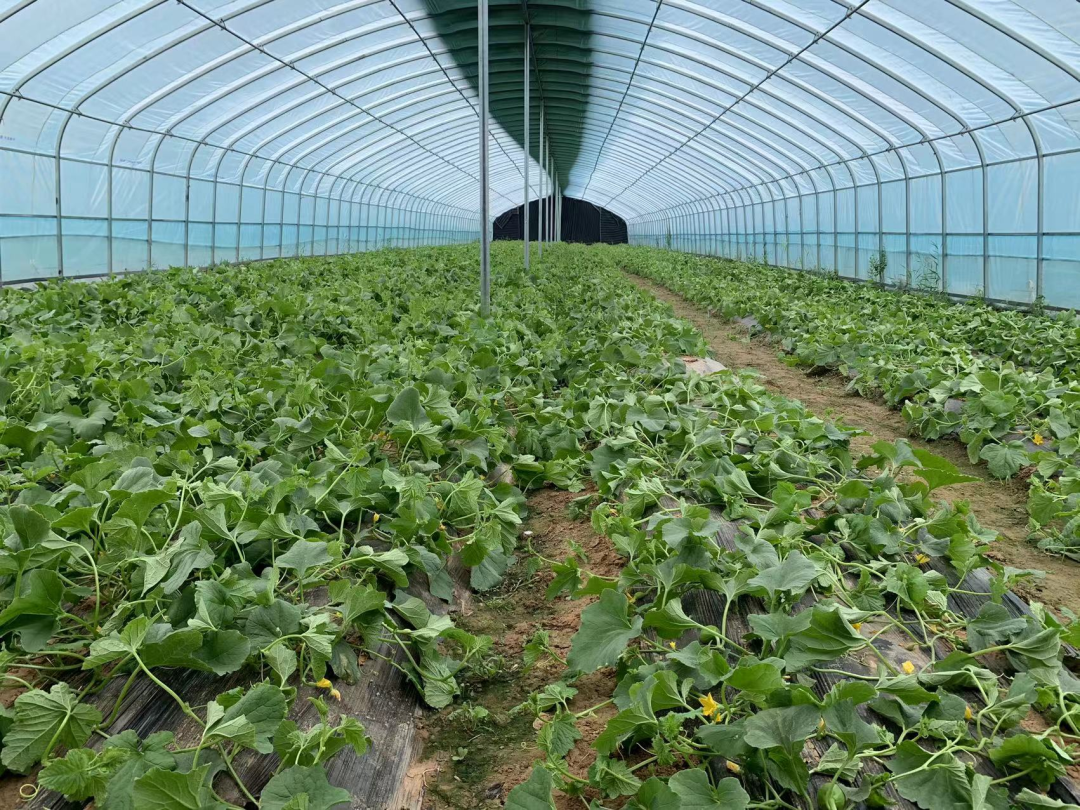 酥瓜亩产多少斤_种植酥瓜致富_酥瓜致富种植技术视频