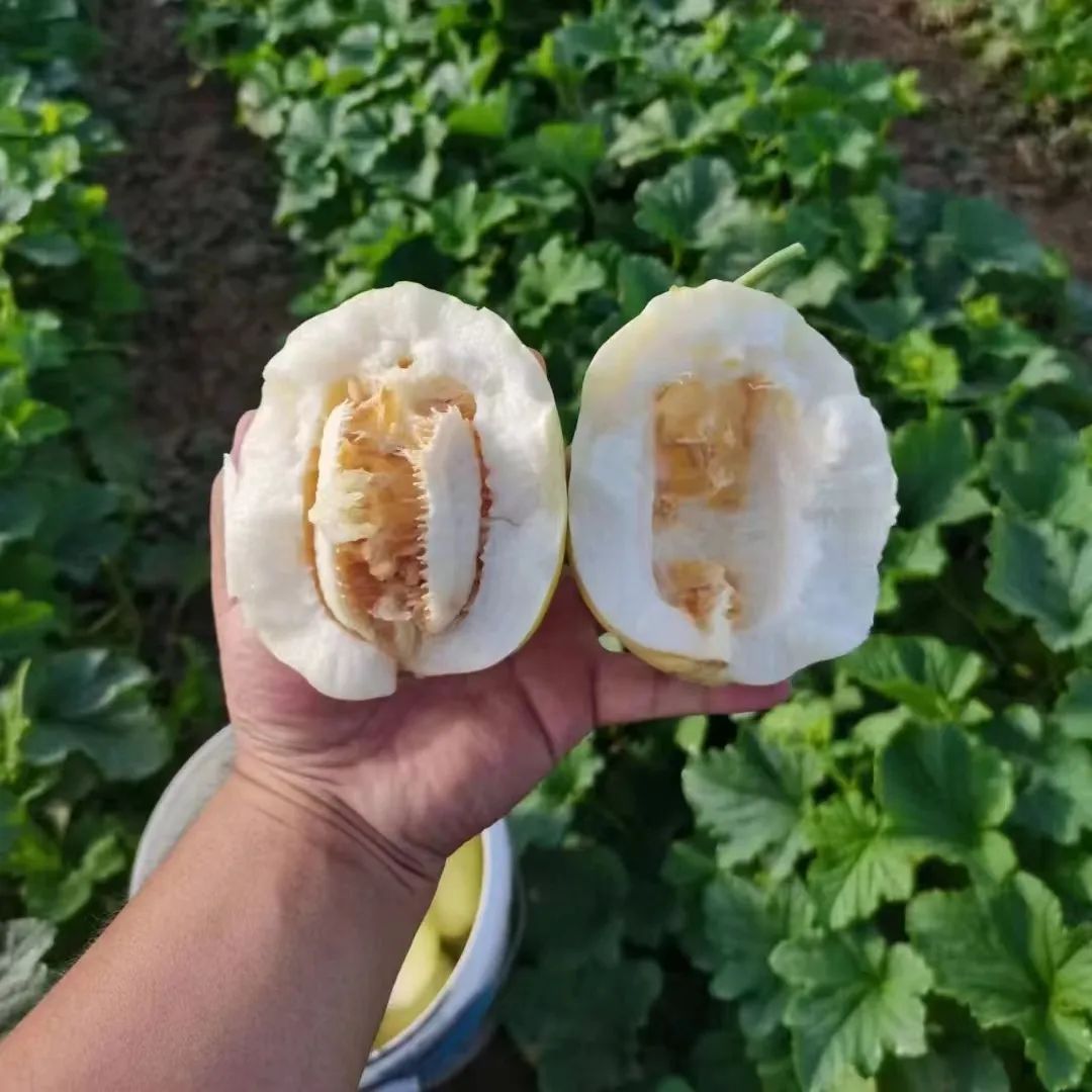 酥瓜致富种植技术_种植酥瓜致富_酥瓜的品种