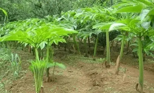 种植芋木技术视频_芋乃种植视频教学_木芋种植技术