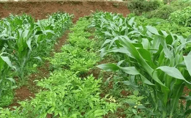 芋乃种植视频教学_种植芋木技术视频_木芋种植技术