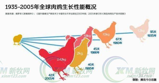 白羽肉鸡“速成”记