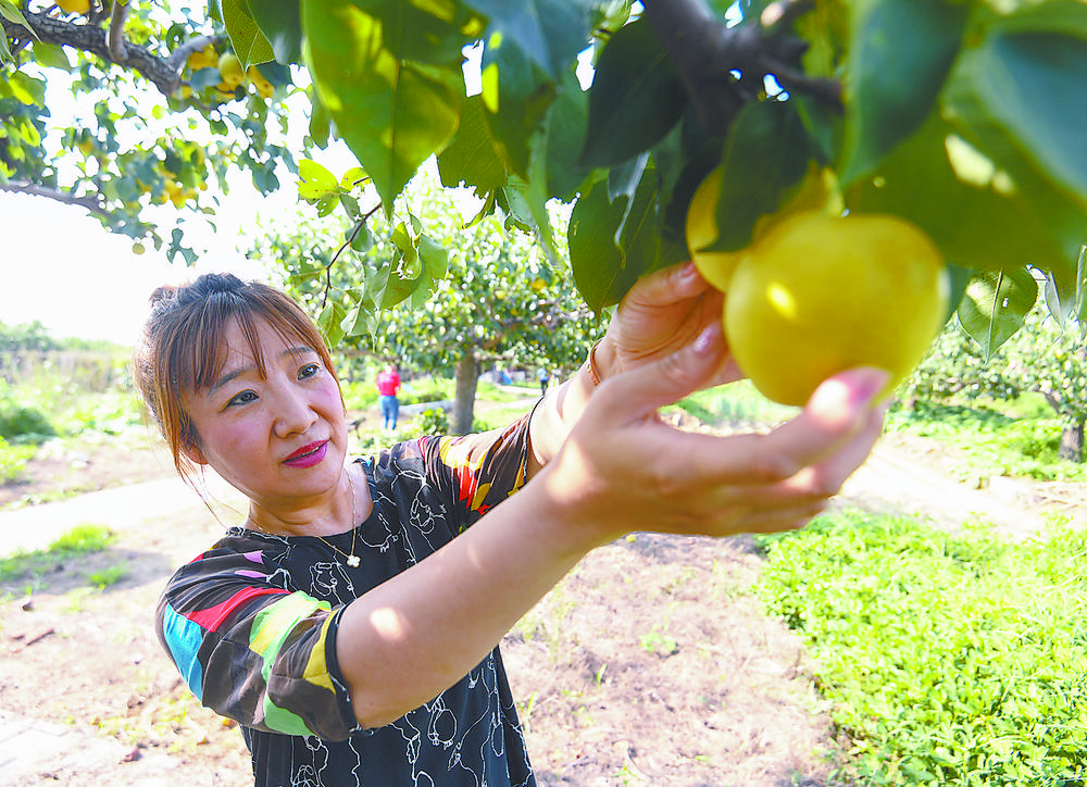 京东千亩梨园挂满富民强村果