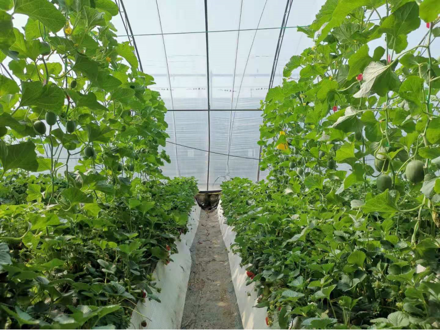 草莓栽培技术（十八）日光温室草莓套种甜瓜高效栽培技术