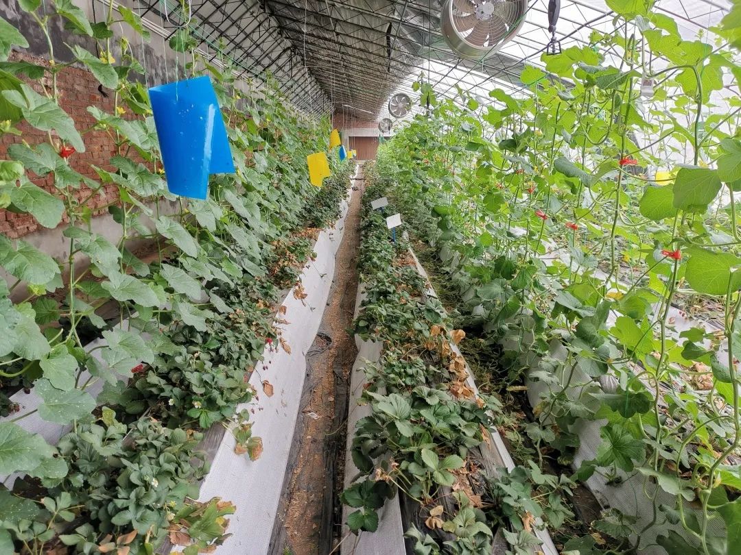 温室草莓种植技术及日常管理_温室草莓的种植技术视频_温室草莓怎么种
