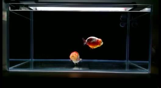 致富经养金鱼的视频_致富经养殖鱼视频_致富经金鱼养殖视频