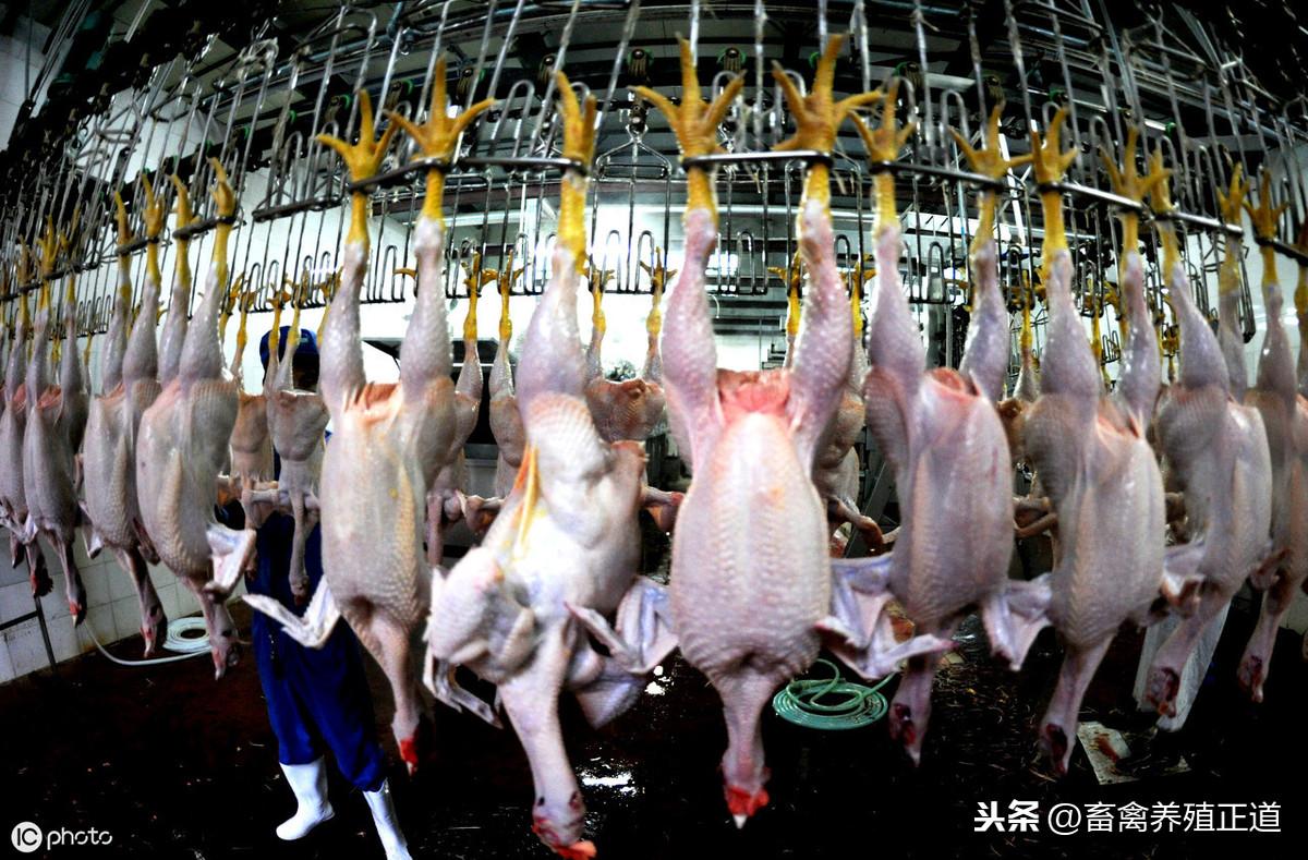 白羽肉鸡养殖技术视频_白羽肉鸡养殖技术大全_养殖大全肉鸡白羽技术与管理