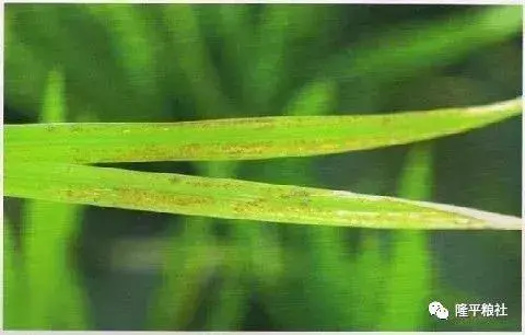 农广致富经水稻苗土_致富经水稻_农广天地水稻种植技术管理视频