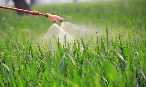 农广天地种植水稻技术视频_农广致富经水稻苗土_致富经稻田养鱼视频