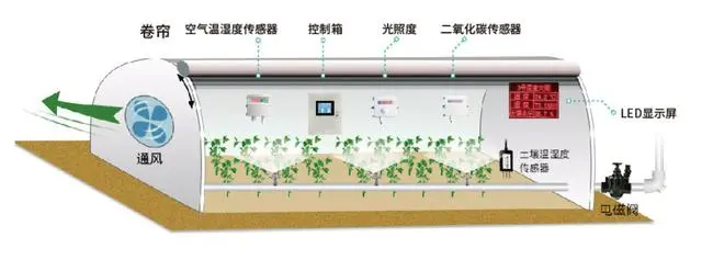 温室草莓的种植技术视频_温室草莓高效优质生产技术_温室草莓种植技术及日常管理
