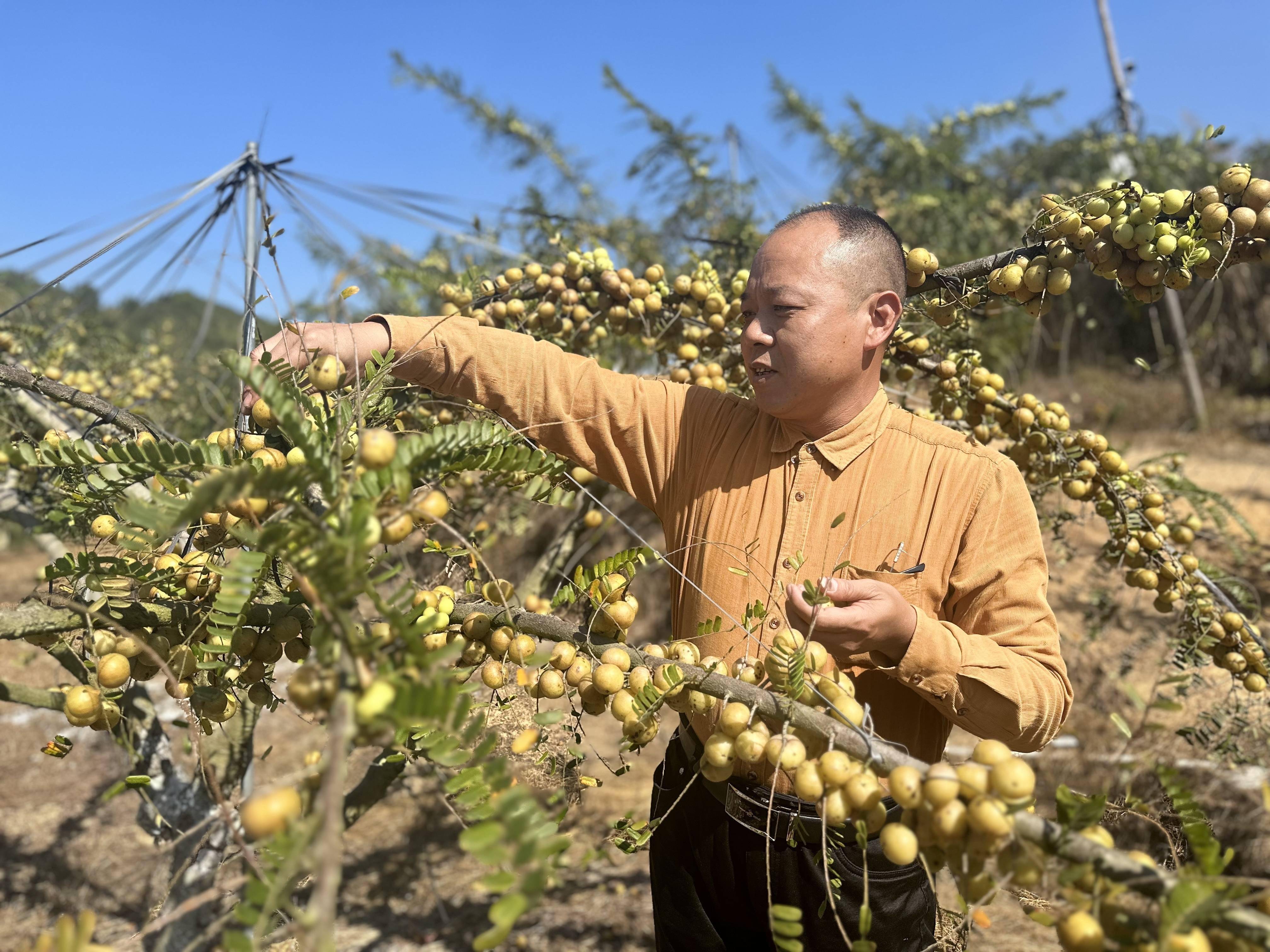 油栗种植技术_油栗种植致富_油栗亩产多少