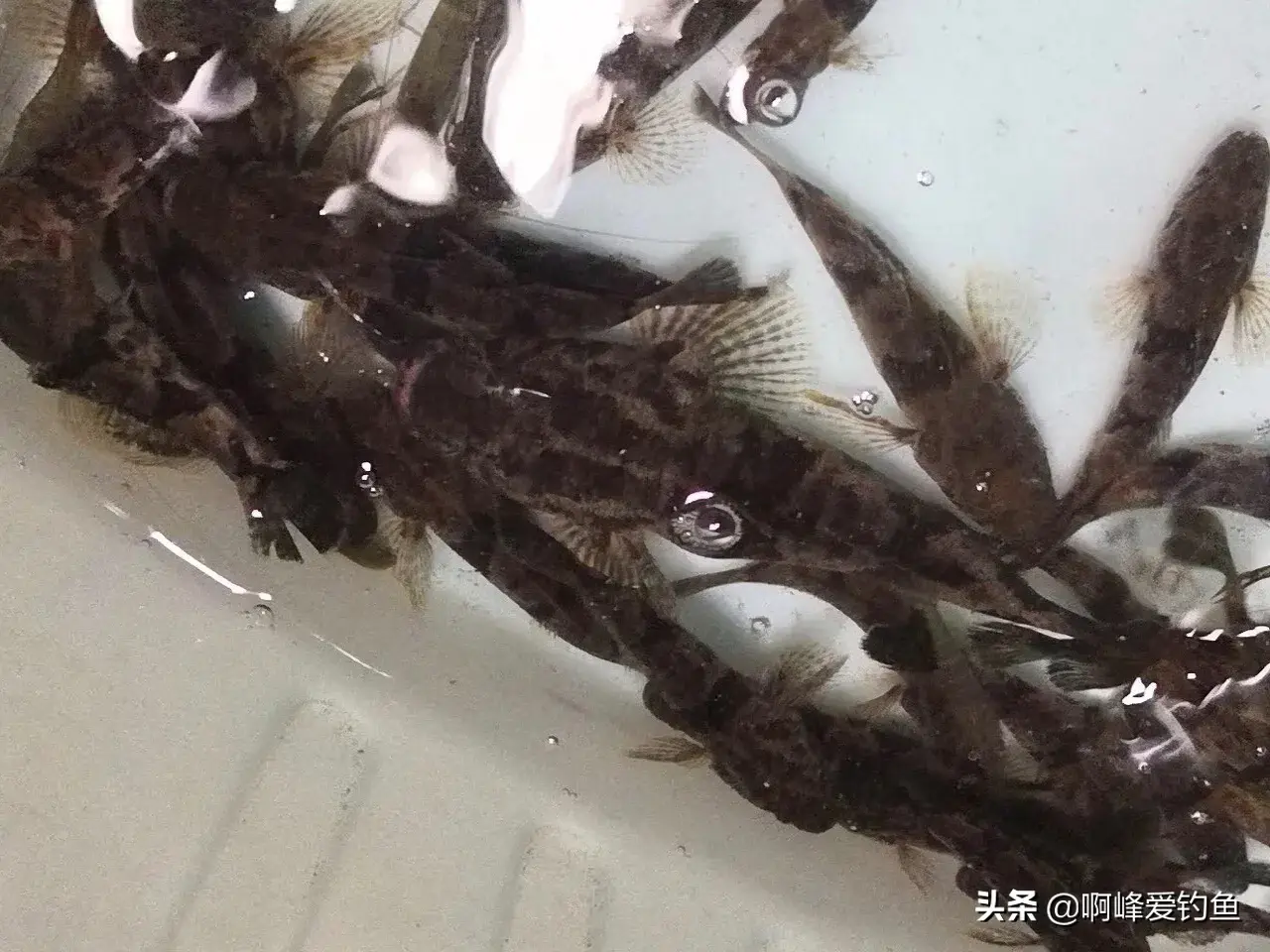 养殖视频致富经_塘鱼养殖技术视频_致富经塘鳢养殖视频