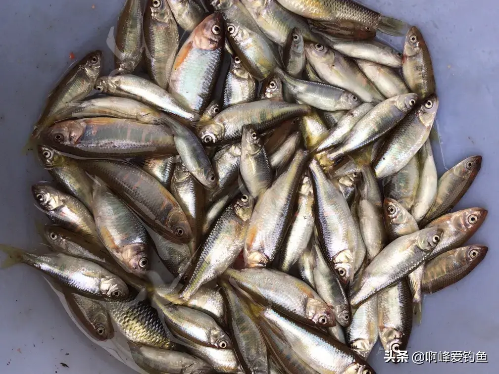 养殖视频致富经_致富经塘鳢养殖视频_塘鱼养殖技术视频