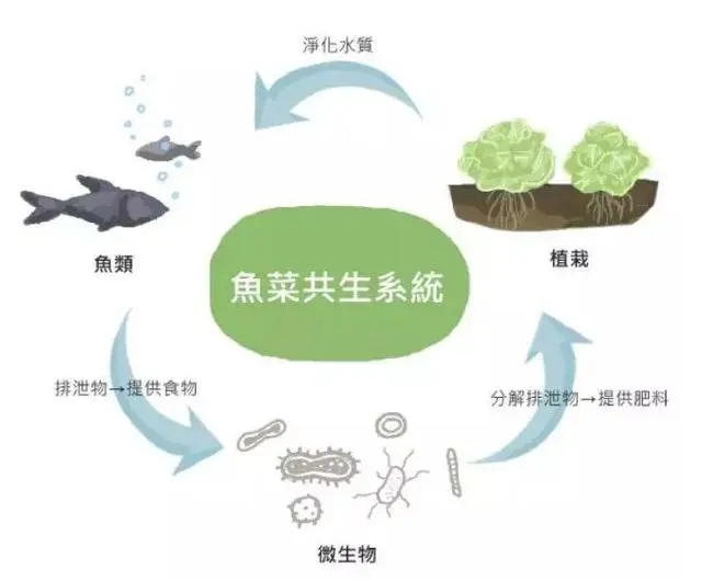 鱼菜共生智能温室大棚项目