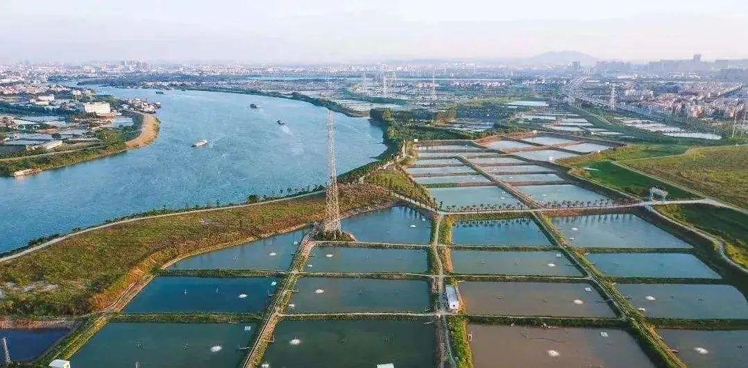 培训养殖鳗鱼技术方案_养殖鳗鱼心得与体会_鳗鱼养殖技术培训