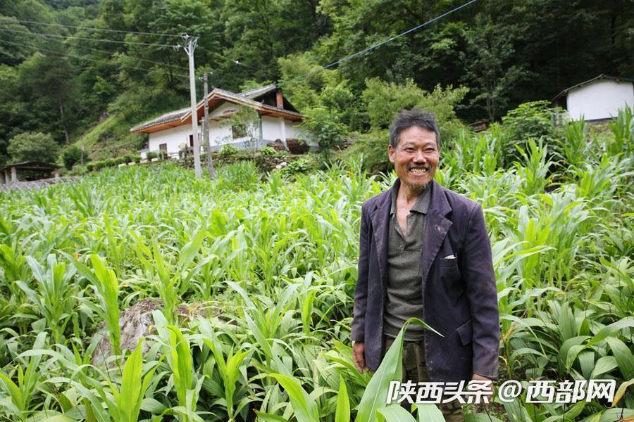 宁陕农民半亩白芨卖了13万 靠种白芨成百万富翁