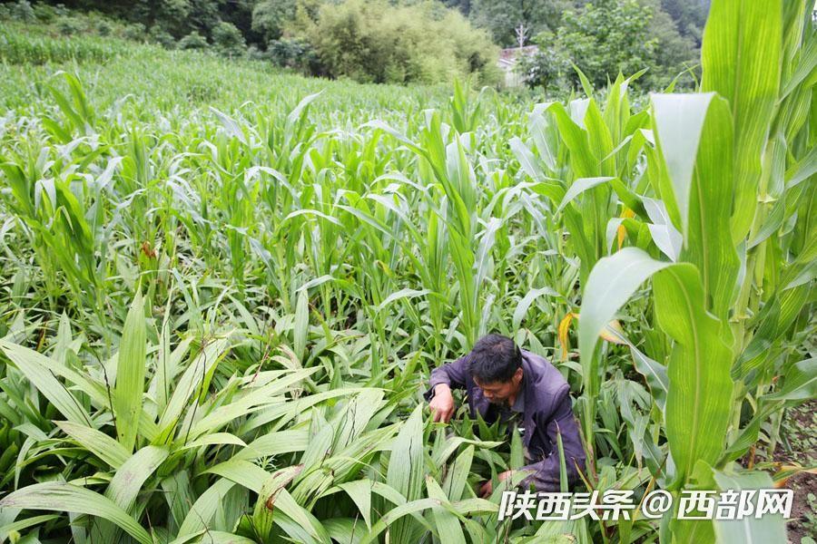 致富种植白芨人工合法吗_白芨种植致富人_种植白芨致富项目