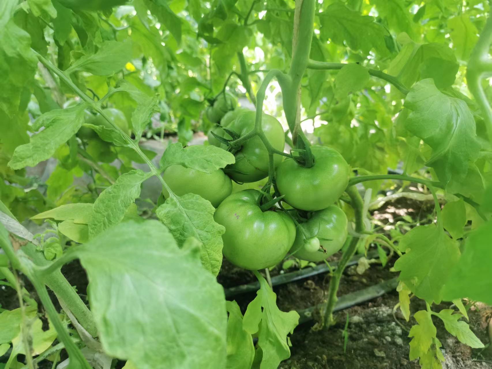 登封 “高山蔬菜”鼓起农民“钱袋子”