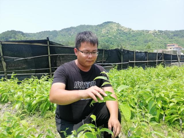 油栗亩产多少_油栗种植致富_油板栗种源