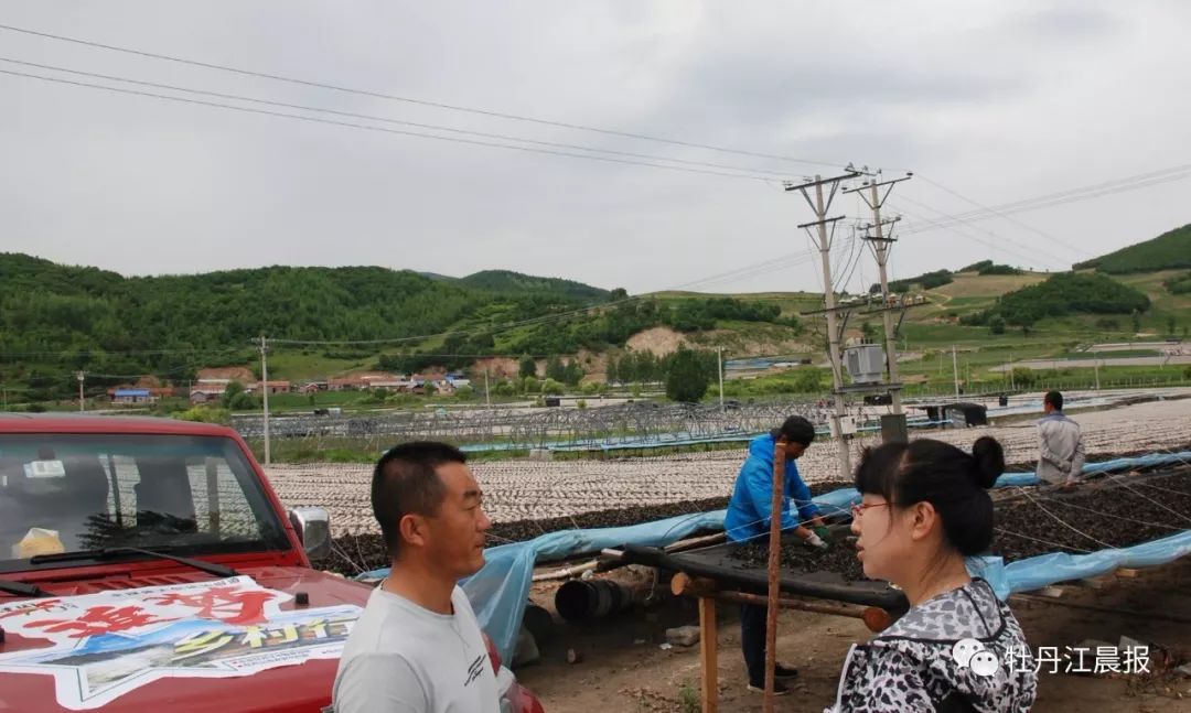 关苍术种植技术_关苍术价格_有关苍术种植的致富经