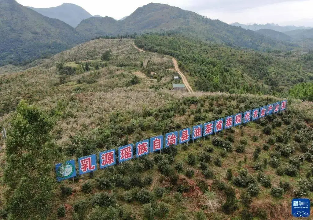 原标题：韶关乳源：荒山披“绿衣” 油茶果榨出“致富油”