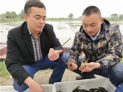 藕虾共生种植技术_藕虾混养新技术_虾藕共生种植技术要点
