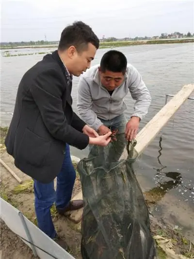 虾藕共生种植技术要点_藕虾共生种植技术_藕虾混养新技术
