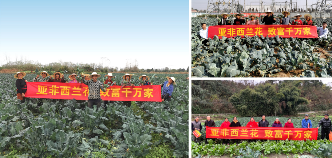 甘蓝怎样种植视频_甘蓝种植技术与管理法视频_最新甘蓝种植技术视频