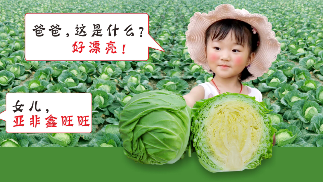 最新甘蓝种植技术视频_甘蓝怎样种植视频_甘蓝种植技术与管理法视频