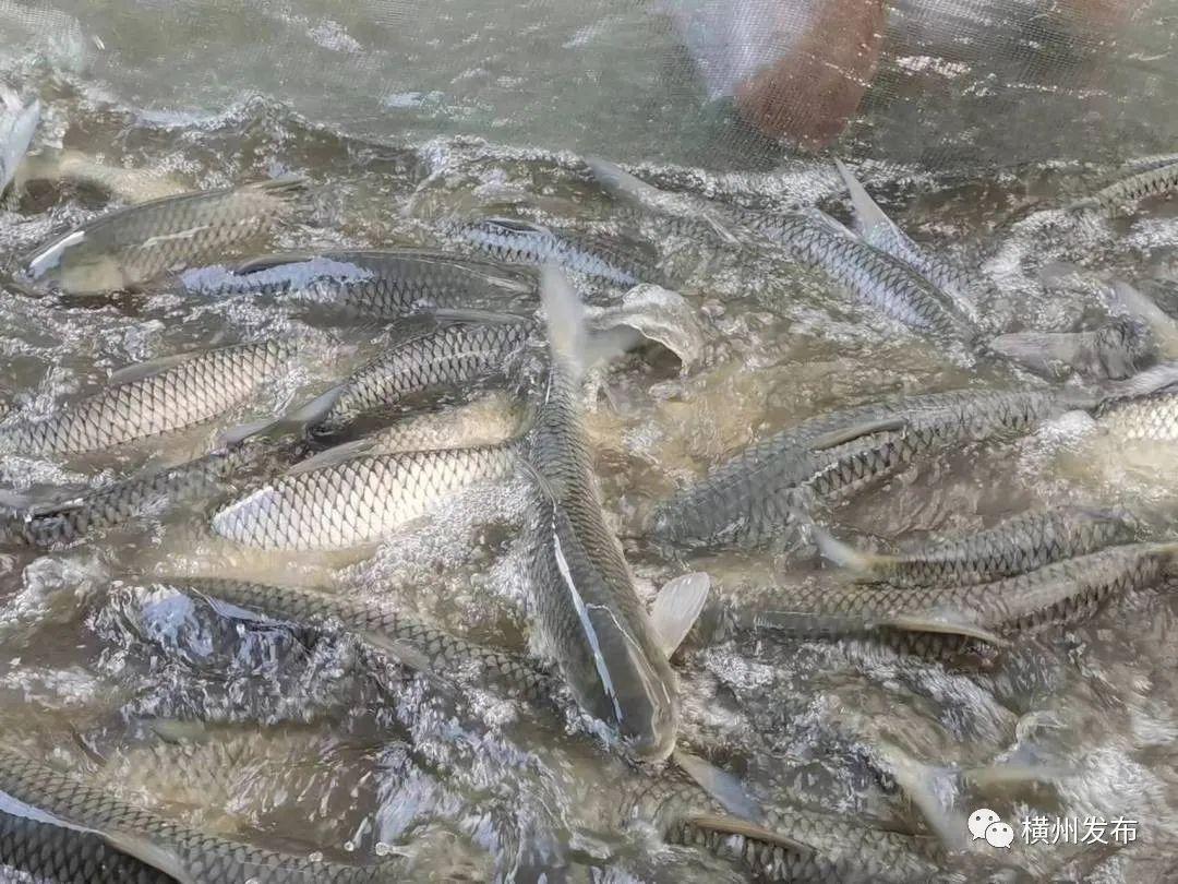 致富养殖獾子怎么样_致富养殖獾子视频_致富经养殖獾子
