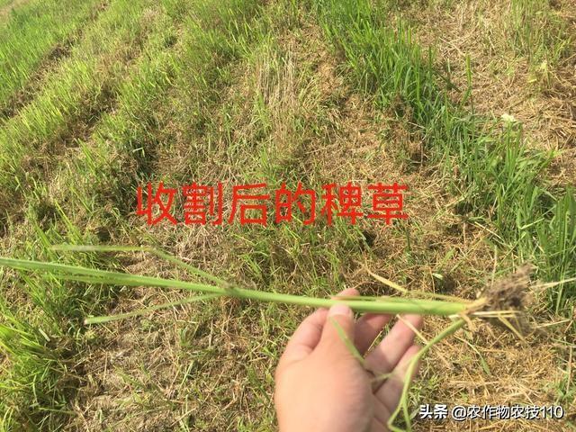 教你一招高效、安全又省钱的水稻除草技术！看了不后悔！