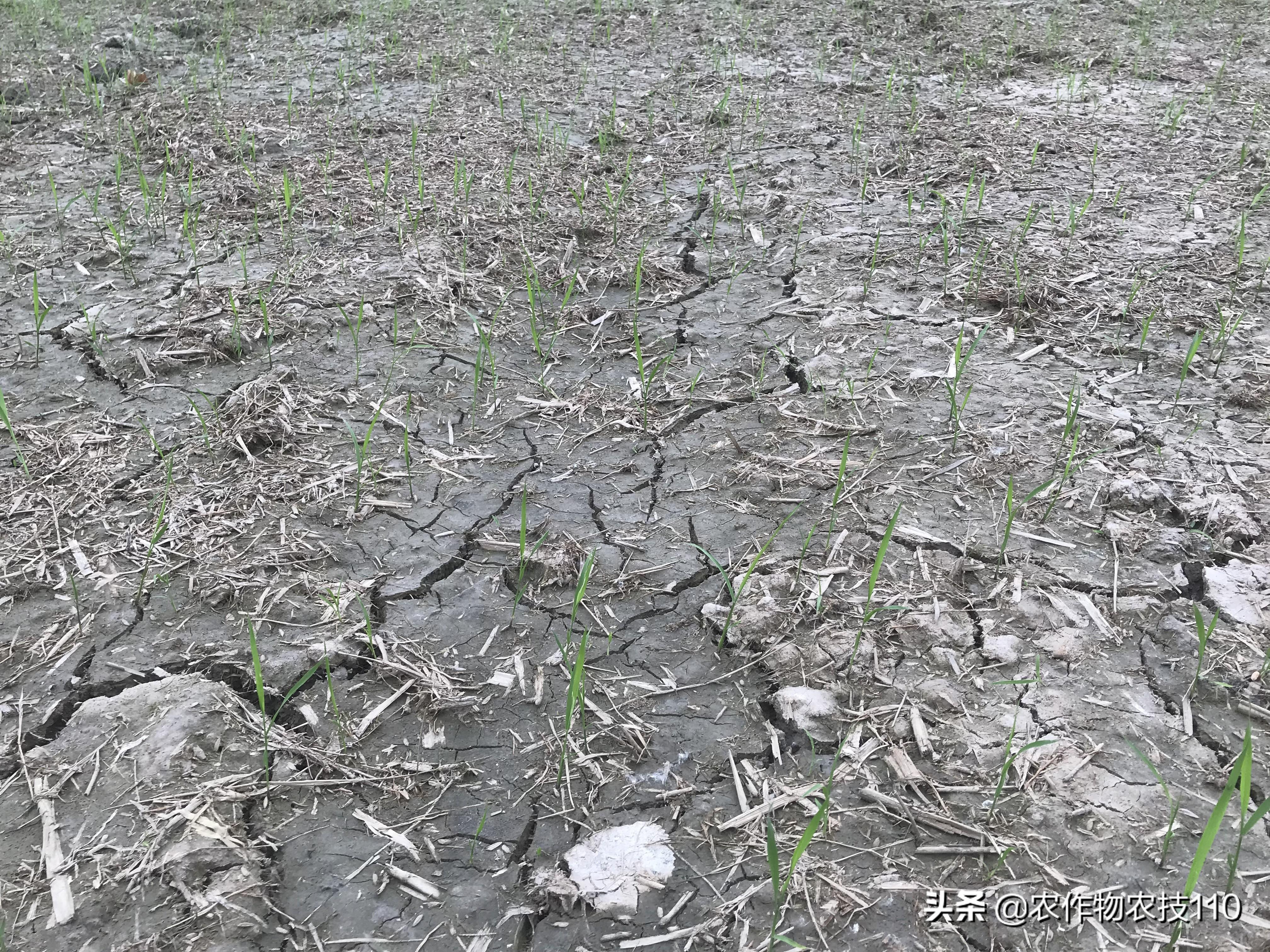 农广致富经水稻苗土_农广天地种植水稻技术视频_致富经种植水稻视频