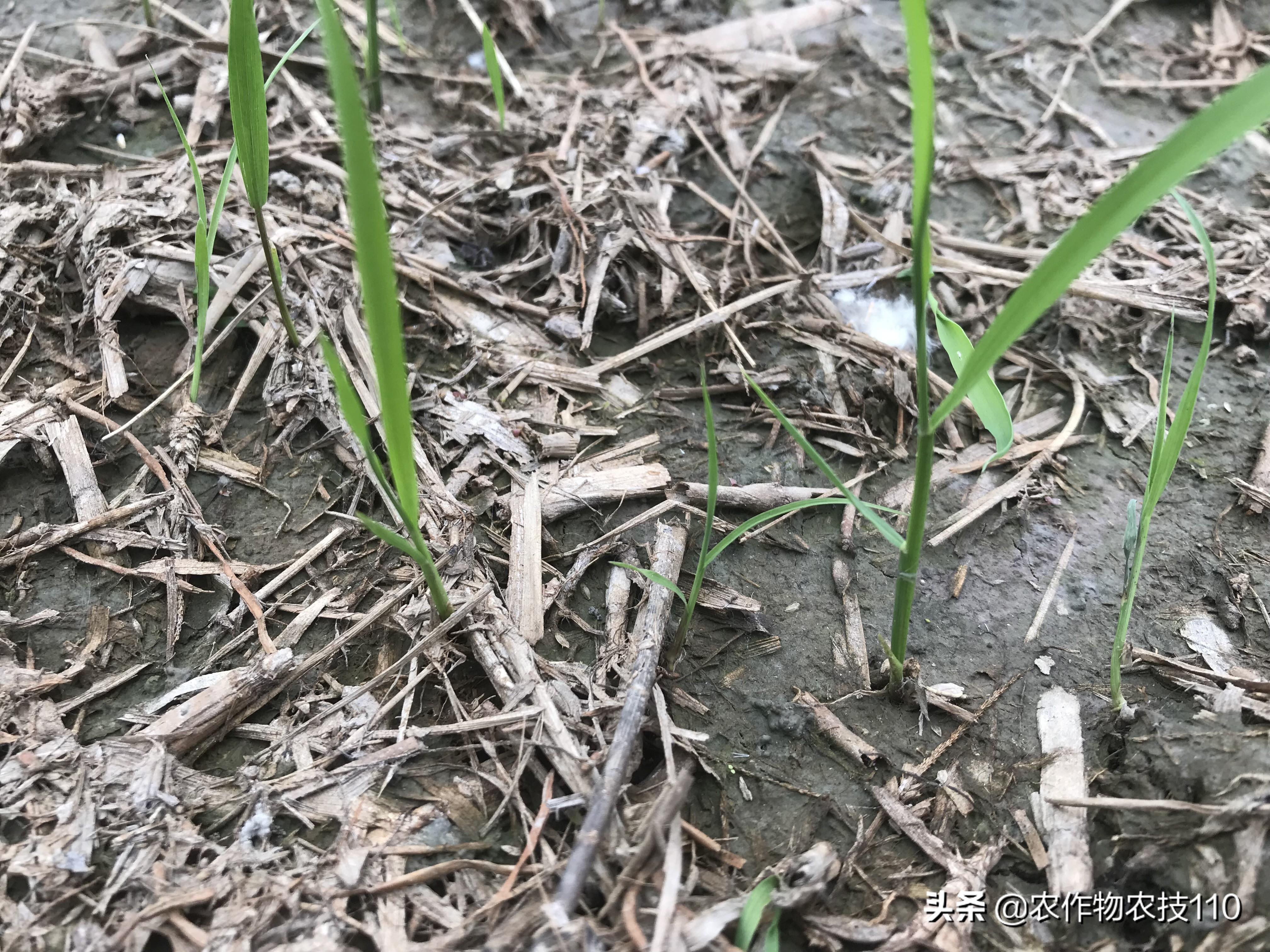 农广致富经水稻苗土_致富经种植水稻视频_农广天地种植水稻技术视频