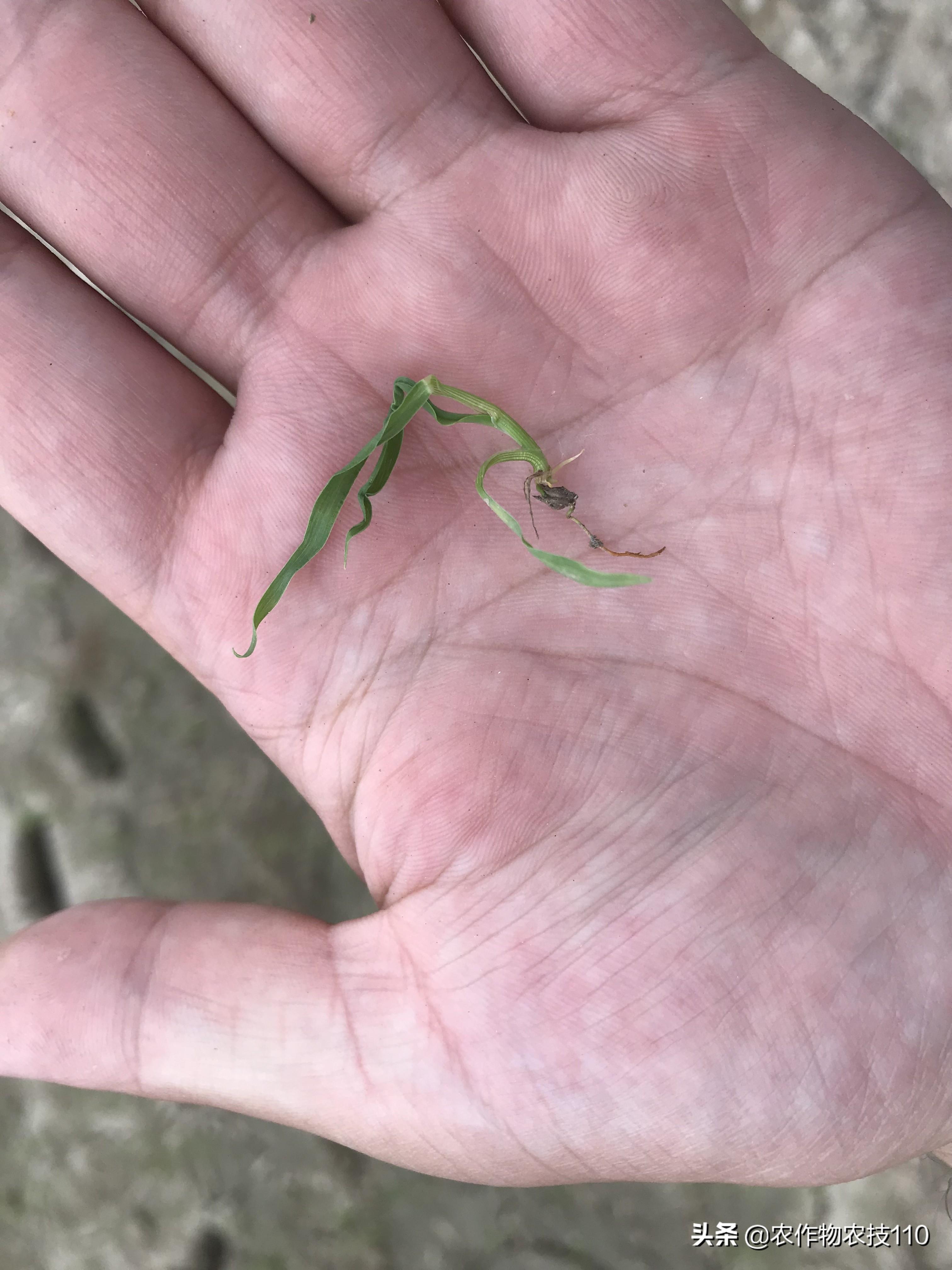 农广致富经水稻苗土_农广天地种植水稻技术视频_致富经种植水稻视频