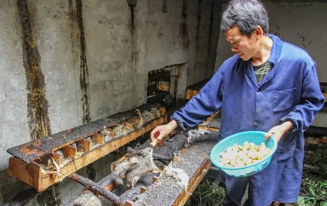 致富经养松鼠视频_小伙养殖松鼠致富_致富小伙松鼠养殖视频