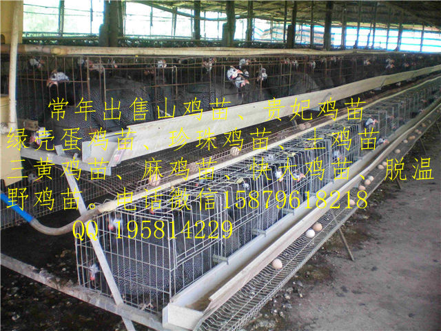 致富养殖药鸡中草药大全_中草药养鸡配方大全_致富经养殖中草药鸡