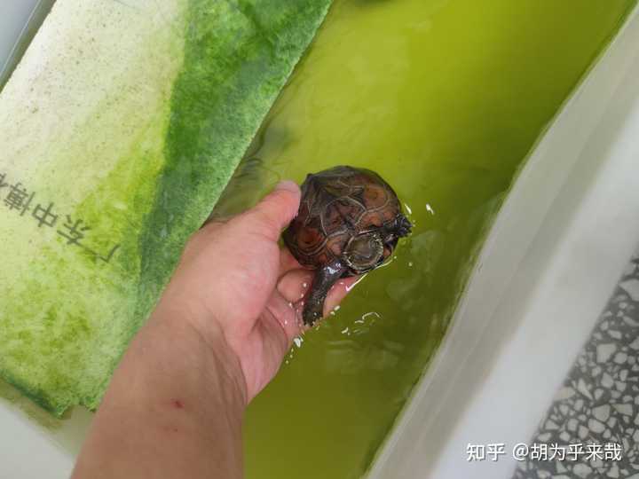 大学生回家养殖成功案例_致富项目养殖_大学生家里养殖致富