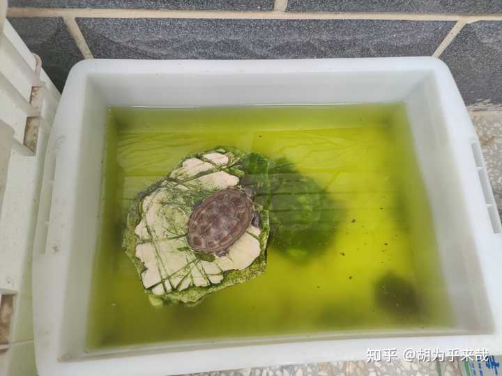 大学生回家养殖成功案例_大学生家里养殖致富_致富项目养殖