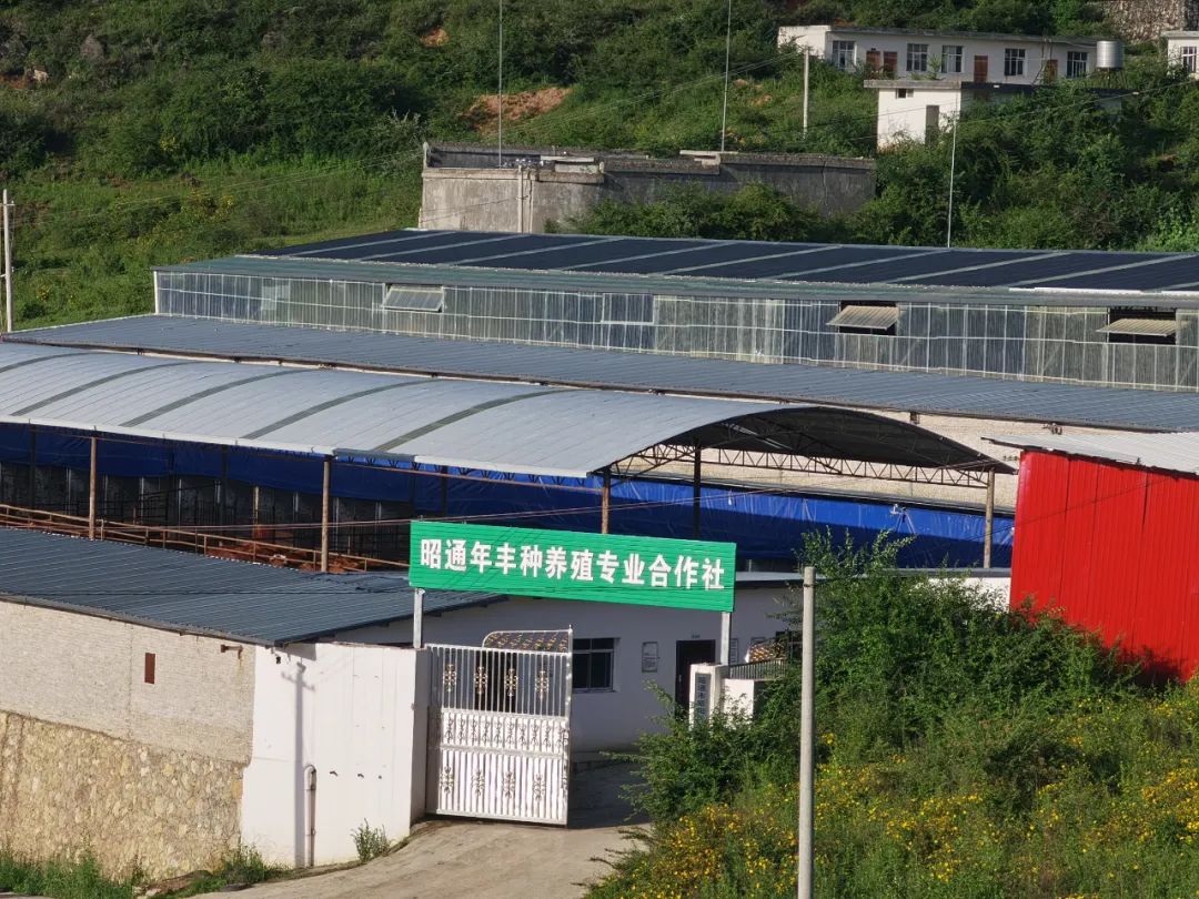 海南小黄牛致富经_海南小黄牛养殖基地_海南小黄牛养殖利润地有几个