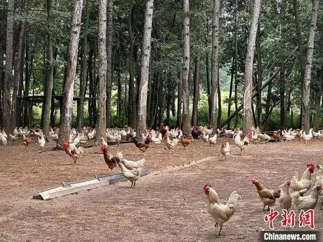 致富养殖土鸡模式视频_土鸡养殖致富经2019年全集_土鸡养殖致富模式