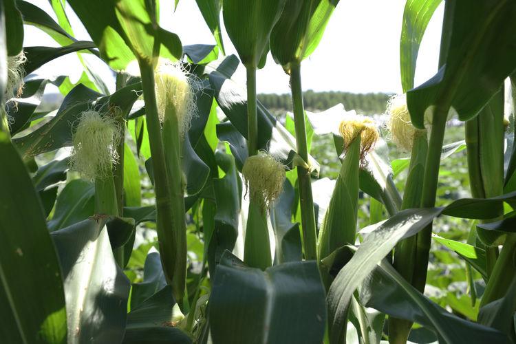致富粟种植_粟谷种植技术_粟米种植