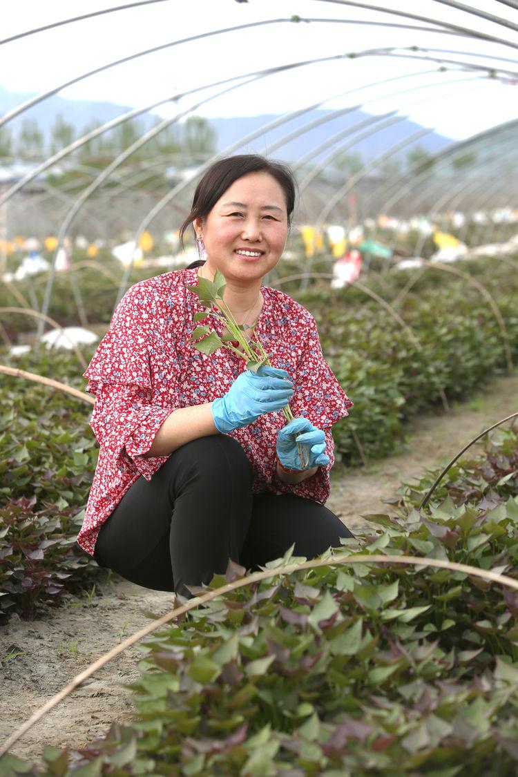 粟谷种植技术_粟米种植_致富粟种植