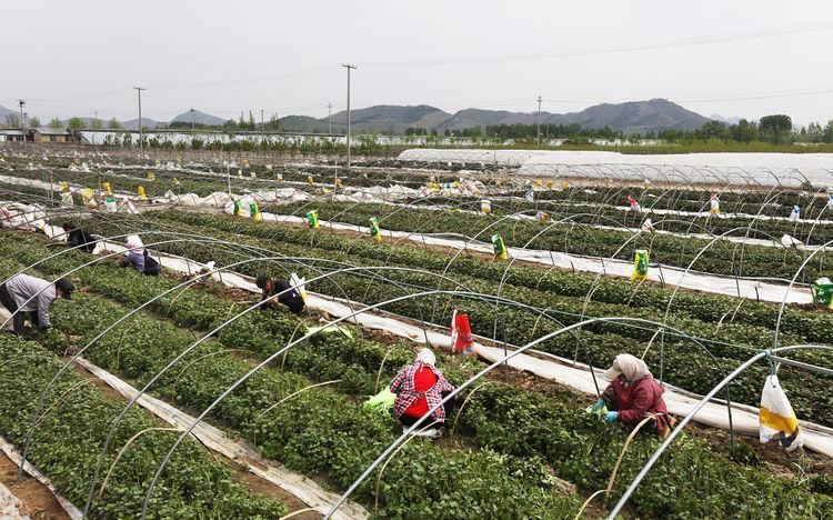 粟米种植_粟谷种植技术_致富粟种植