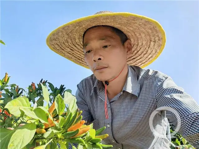 辣椒种植效益怎么样_辣椒种植大户的致富经_致富辣椒种子种植