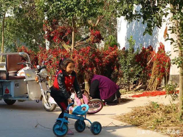 辣椒种植大户的致富经_辣椒种植效益怎么样_致富辣椒种子种植