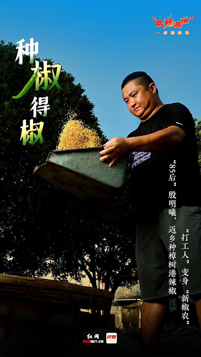 辣椒高产种子_辣椒种植大户的致富经_致富辣椒种子种植