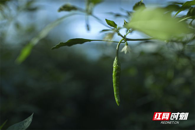 辣椒高产种子_辣椒种植大户的致富经_致富辣椒种子种植