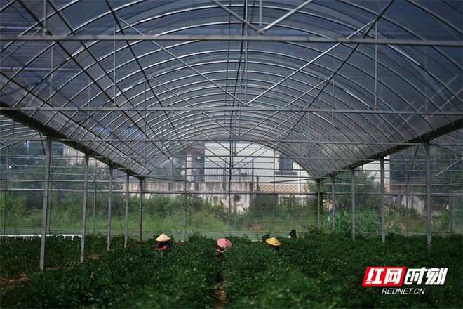辣椒种植大户的致富经_致富辣椒种子种植_辣椒高产种子