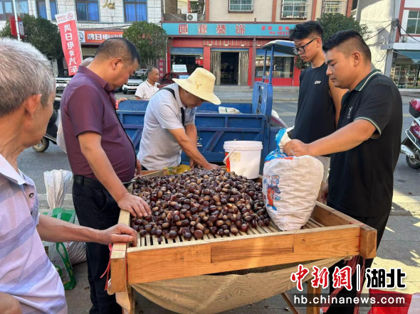 京山市三阳镇六万亩板栗喜获丰收