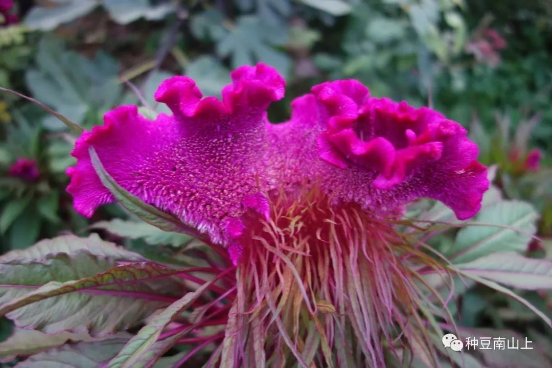 种植鸡冠花技术要点_种植鸡冠花效益怎么样_鸡冠花的种植技术